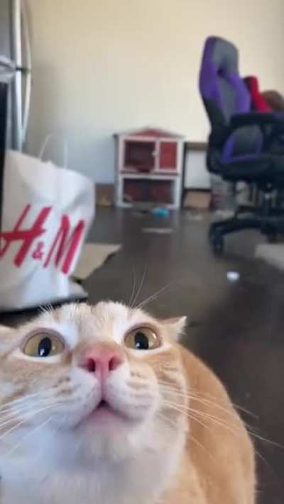 Cat: Acts shitty, knocks over the trash can, yells, then lashes out. Uncle Rico? More like Uncle Asshole.