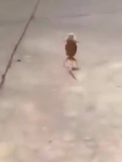 iguana bolt
