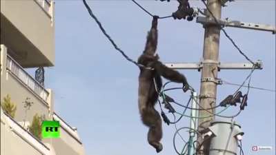 Monke Spin