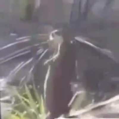 Chublubchubluplau deixa de frescura e pega no meu pau