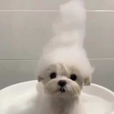 New Style: Hairy Pupper