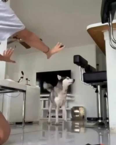 Huskies are so dramatic