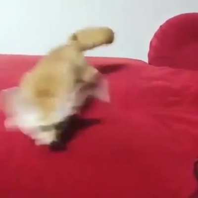 Faster fox west