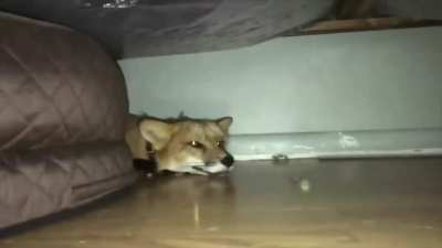 Fox doesn't like to be pointed at