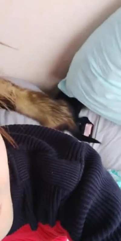 Be careful where you place your ferrets