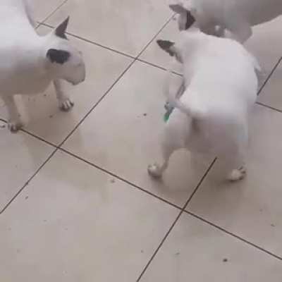 Buy them a toy with a suction cup, they said. Its the perfect dog toy, they said. Result at end.
