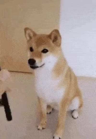 Clever Doge...