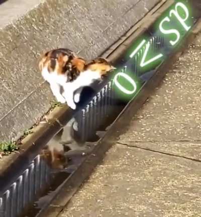 Cat logic