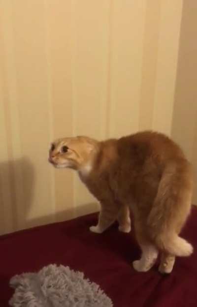 Aerodynamic cat