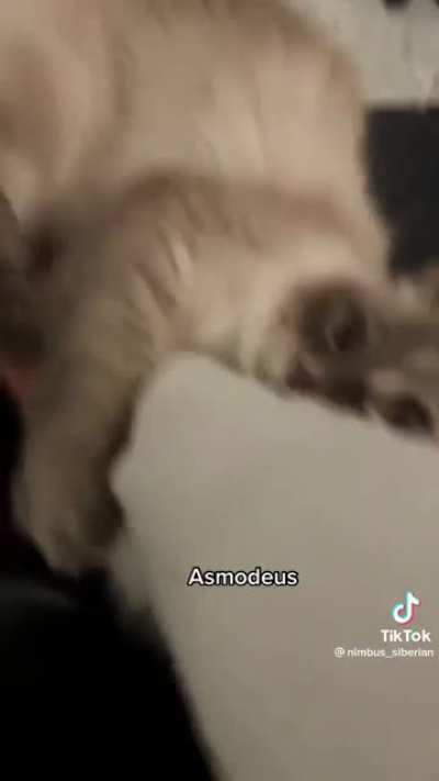 Everyone says rag doll cats are so sweet yet everyone I’ve met is an asshole I love them