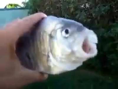 Killer fish