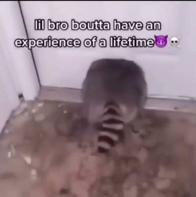 Panda trash? Trash panda