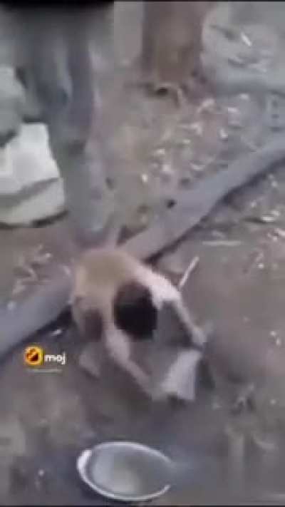 dog vs monke