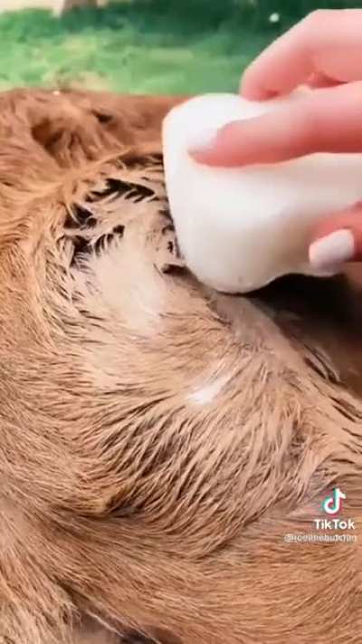 An adorable cow video