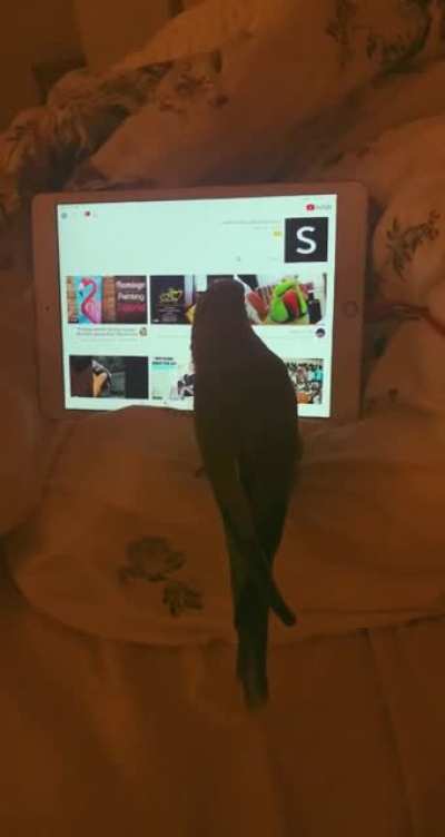 Least intelligent Arab bird