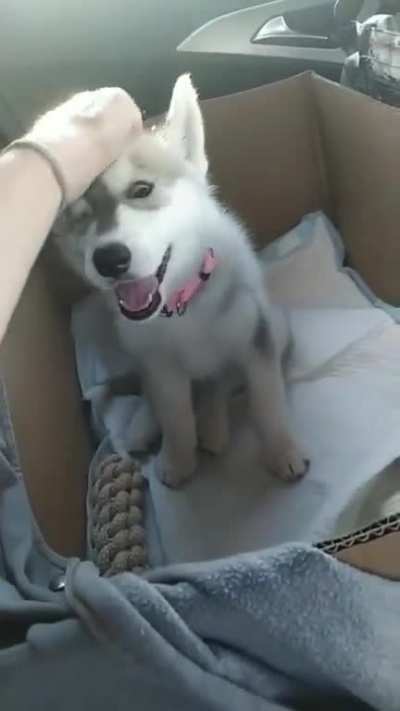 My boss got a new puppy and I get to keep it conpany on the way home. Best job ever