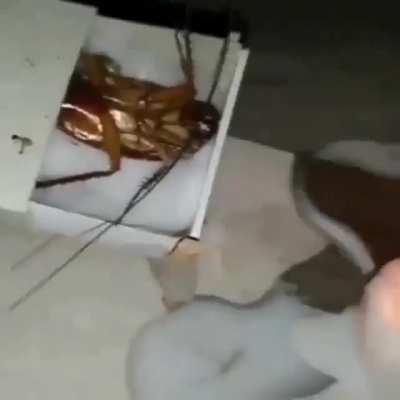 Roach Funeral