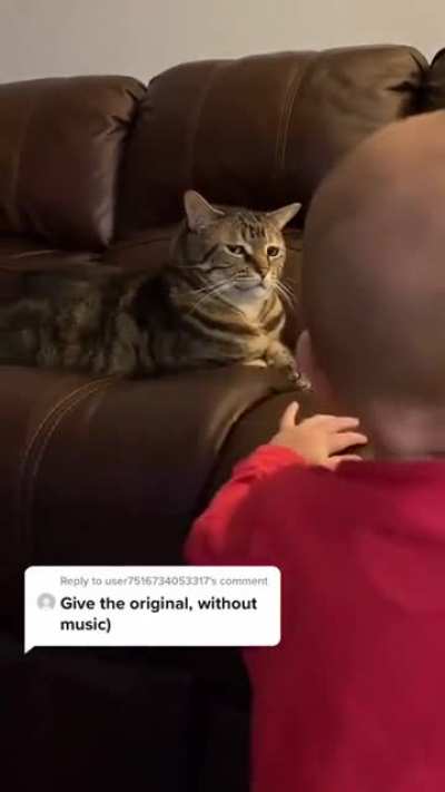 That cat is my soulmate