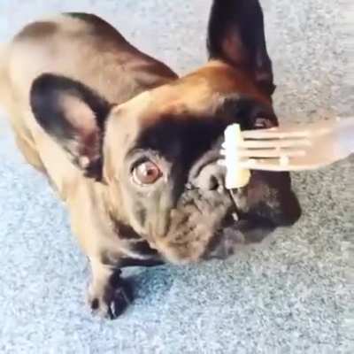 Letting your dog smell Surströmming