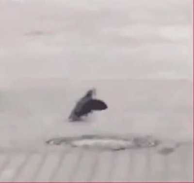 Pigeon salutes to Putin