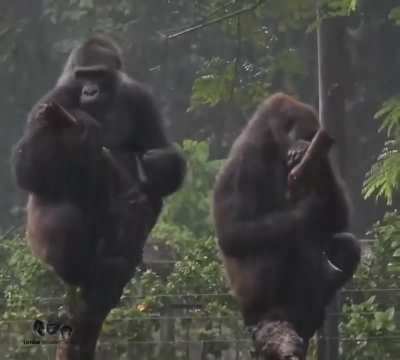 🔥Family drama between Gorillas