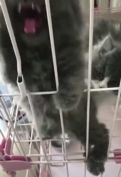 Angry kitty