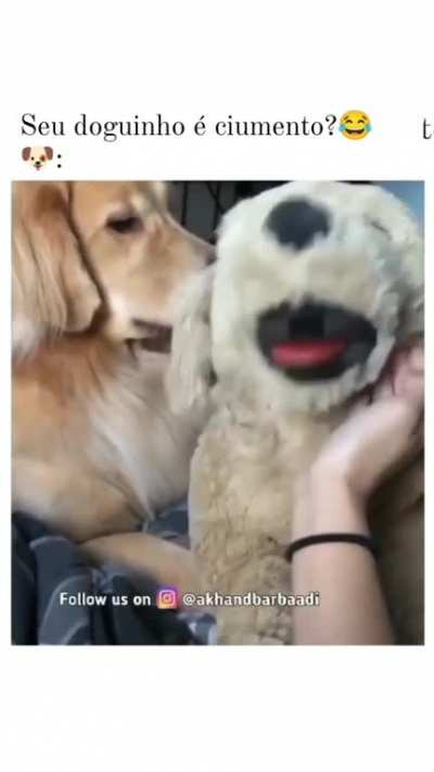 Cachorro ciumento 