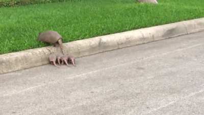 Tank mice