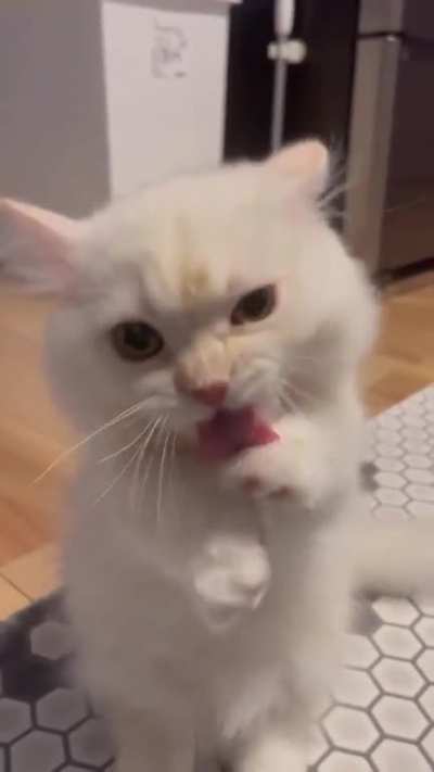 Cat.