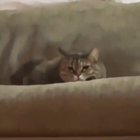 Musical Cat