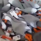 This is wild!