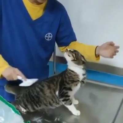 Pamper me hooman