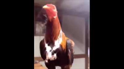 Hard cock