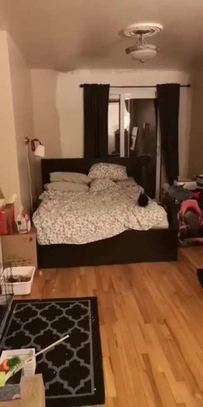 Loki was excited to see me come back home after work