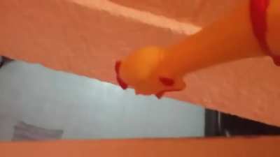 Pollo siendo torturado con música de la rosa de guadalupe