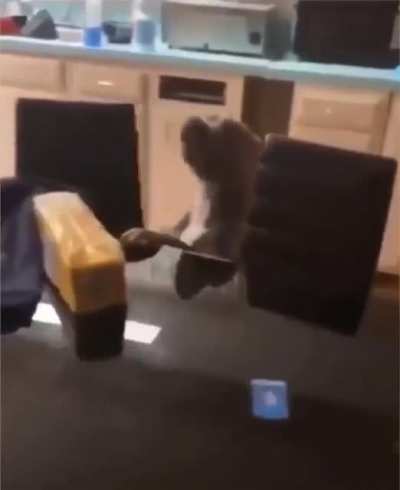 Crazy fucking dog