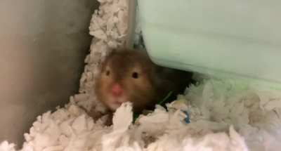 big yawn