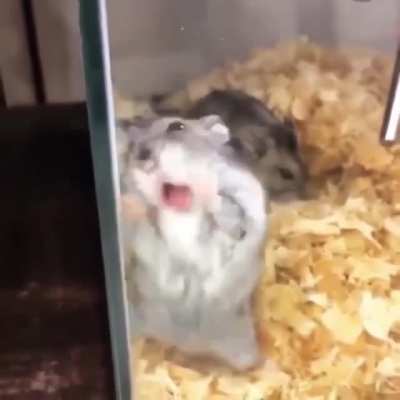 Lick lick lick