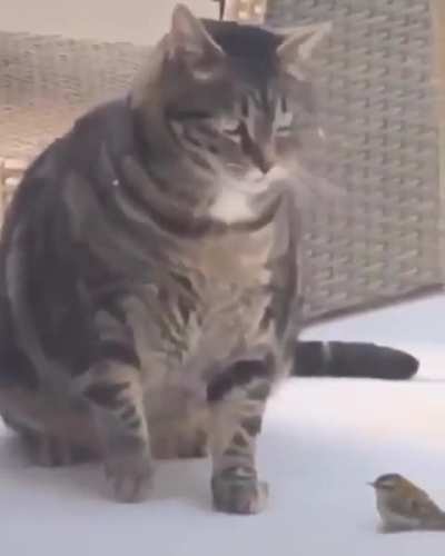 Tit Lè