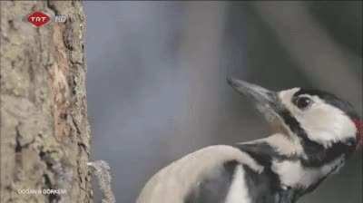 woodpecker