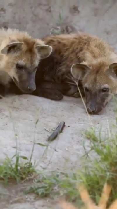 Yeens meet 'Pede