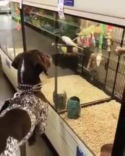 A German short hair pointer. Doing what they do, telling us where the bird is
