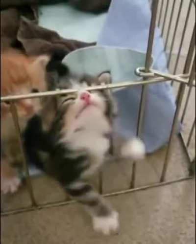 Adora help!