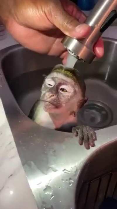 A baby monkey having bath