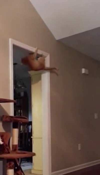 Orange cat behavior