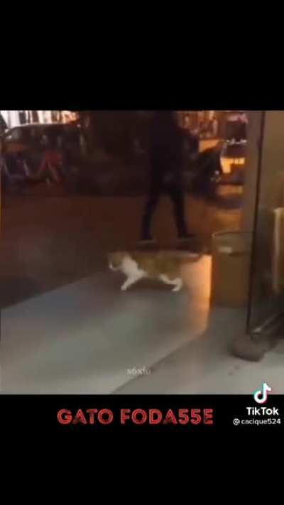 Gato sendo gato