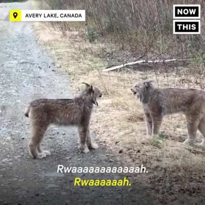 Lynx have such majestic calls