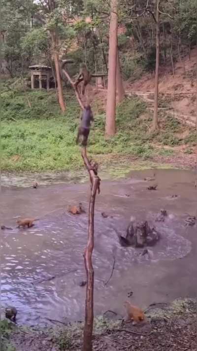 🔥 Monkeys diving