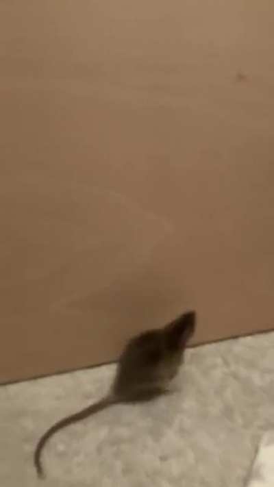 We put a barrier up so they couldn’t get behind the furniture. This was how Stella chose to spend her free roam time.
