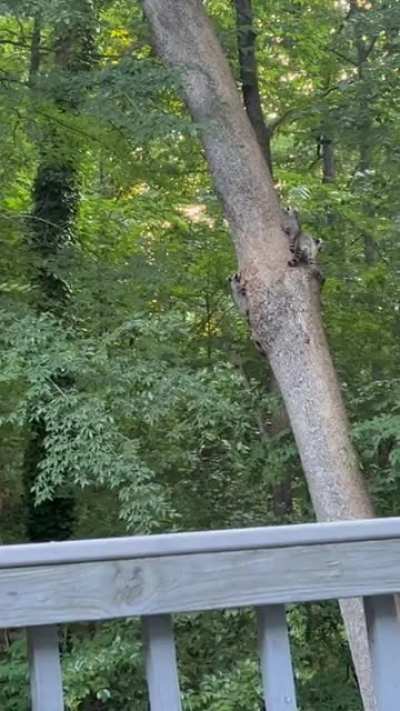 Mama trash panda and her 3 babies heading out of their hidey-hole for the evening